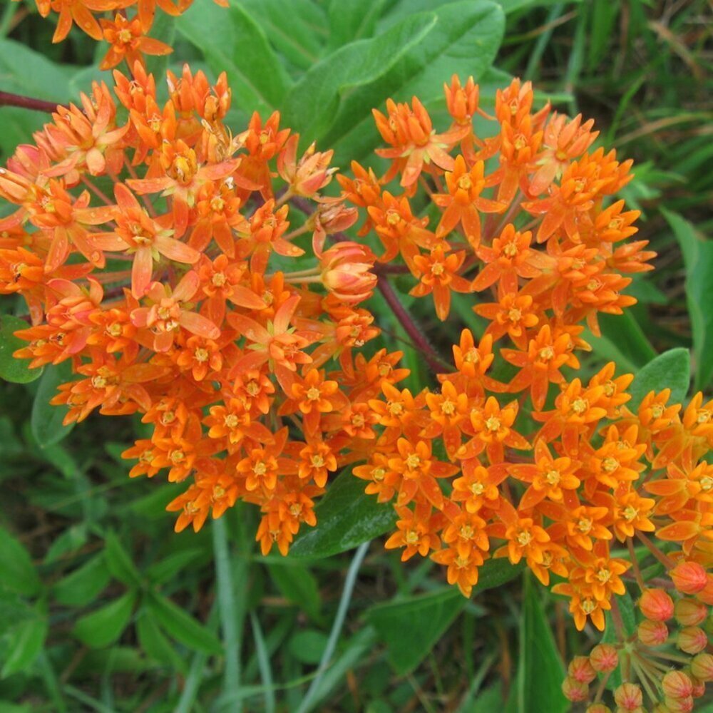 Orange Milkweed Seeds -host plant for Monarch butterfly (50+seeds)